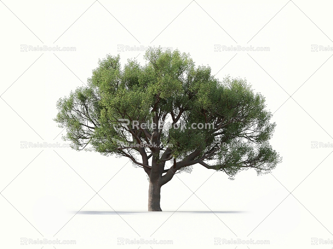 Holly Oak Tree Oak Tree Landscape Tree Forest Big Tree Small Tree Spring Tree Summer Tree Autumn Tree Bodhi Tree Phoenix Tree Banyan Tree 3d model