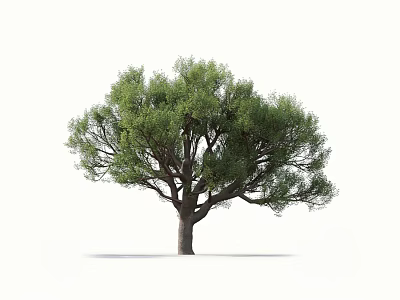Lush Green Evergreen Tree With Thick Trunk And Spreading Branches On White Background 3d model