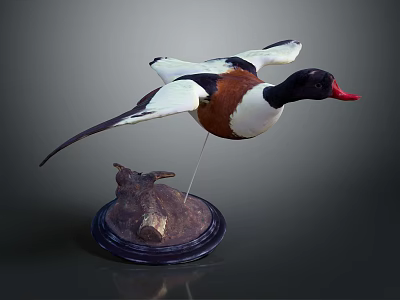 Wooden Display Furniture With Flying Duck Specimen On Decorative Base Stand 3d model