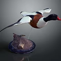 Wooden Display Furniture With Flying Duck Specimen On Decorative Base Stand