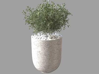Bonsai Potted Plant With Lush Green Foliage In White Textured Pot And Pebbles 3d model
