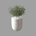 Bonsai Potted Plant With Lush Green Foliage In White Textured Pot And Pebbles