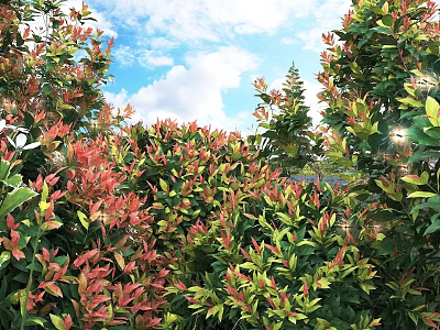 Lush Garden Shrubs With Red Green Foliage Thriving Under Blue Sky Sunlight 3d model