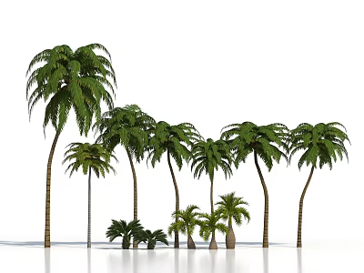 Palm Trees Of Various Sizes With Green Leaves In Tropical Landscape 3d model