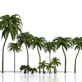 Palm Trees Of Various Sizes With Green Leaves In Tropical Landscape