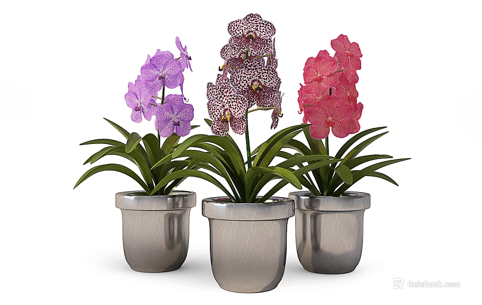 Colorful Orchid Potted Plants with Purple Pink Spotted Flowers and Silver Pots 3d model 