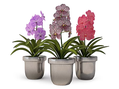 Colorful Orchid Potted Plants with Purple Pink Spotted Flowers and Silver Pots 3d model