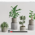 Bonsai Potted Plants With Various Greenery In Stacked Gray Pots And Minimal Background