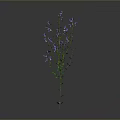 Tall Green Plant With Fresh Purple Small Flowers On Gray Background