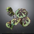 Vibrant Green And Purple Variegated Indoor Plant Leaves With Glossy Texture And Distinct Veins