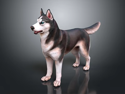 Husky Dog With Black White Gray Coat Standing On Shiny Floor Background 3d model