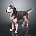 Husky Dog With Black White Gray Coat Standing On Shiny Floor Background