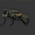 3D Rendered House Fly Game and Movie Character With Large Compound Eyes and Transparent Wings