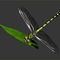 Yellow and Black Dragonfly Perching on Green Leaf Against Gray Background