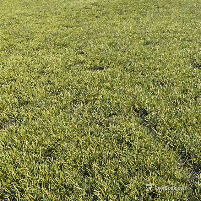 Vibrant Green Grass Field With Lush Natural Foliage And Sunlit Texture 3d model 