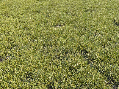 Vibrant Green Grass Field With Lush Natural Foliage And Sunlit Texture 3d model