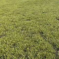 Vibrant Green Grass Field With Lush Natural Foliage And Sunlit Texture