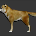 Cute Brown and White Shiba Inu Standing on Dark Background with Reflection