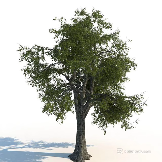 Tall Arbor With Lush Green Leaves And Strong Trunk In Natural Environment 3d model 
