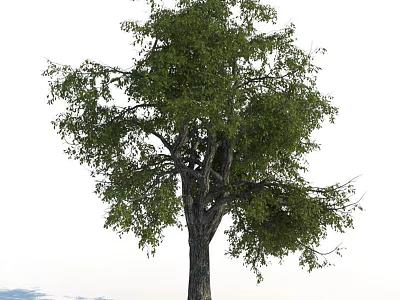Tall Arbor With Lush Green Leaves And Strong Trunk In Natural Environment 3d model