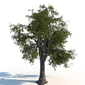 Tall Arbor With Lush Green Leaves And Strong Trunk In Natural Environment