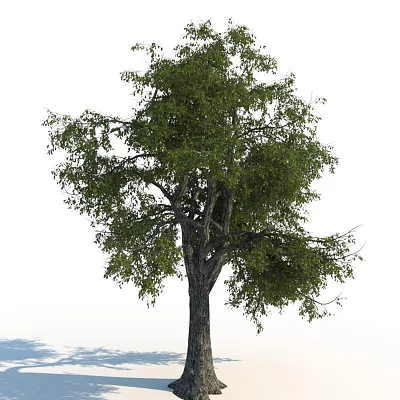 Tall Arbor With Lush Green Leaves And Strong Trunk In Natural Environment 3d model