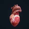 Human Heart Chest Organ Anatomical Structure 3D Rendering Medical Illustration Detailed View