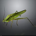 Green Grasshopper with Long Legs Standing on Dark Background Close Up View 3d model