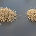 Dried Grass Plants With Spherical Shape Displayed on Dark Background Surface 3d model