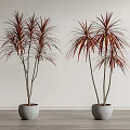 Potted Bonsai Plants With Red And Green Leaves Slender Stems In Gray Concrete Pots