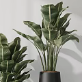 Bonsai Potted Plants With Large Green Leaves In Black Conical Pots On Marble Stands
