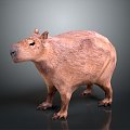 Water guinea pig capybara moving capybara 3d model