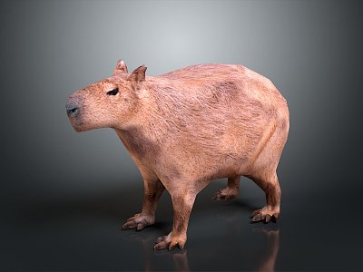 Water guinea pig capybara moving capybara 3d model