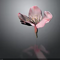 Pink Flower With Delicate Petals And Yellow Stamens On Dark Background