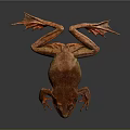 Red Frog With Green Abdomen And Stretched Limbs On Dark Reflective Surface