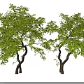Modern landscape tree, modeling tree, arbor, courtyard, landscaping tree 3d model