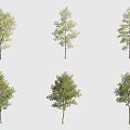 Various Arbor Trees with Green Foliage and Different Canopy Shapes on Gray Background 3d model