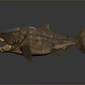 Aquatic Animal Predatory Fish With Open Mouth Sharp Teeth Brown Skin And Fins