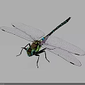 Vibrant Dragonfly With Transparent Wings Blue Green Stripes And Detailed Green Eyes
