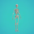Human Skeleton Model Showing Detailed Limbs Structure on Turquoise Background for Education 3d model