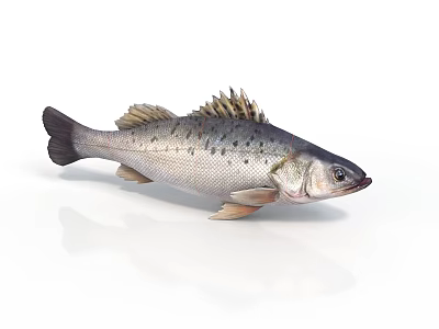Fresh Bass Fish Isolated on White Background with Spotted Body and Fins 3d model