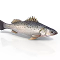 Fresh Bass Fish Isolated on White Background with Spotted Body and Fins