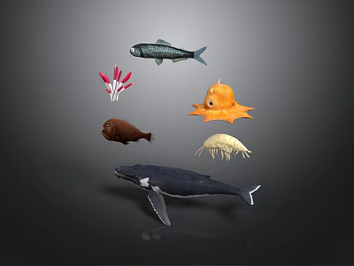 Different Types of Marine Creatures Including Fish Sea Anemone Octopus Jellyfish Whale and Sea Urchin 3d model