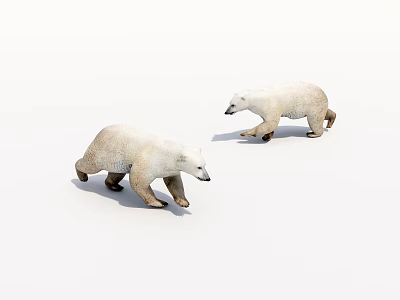 Two Lifelike White Polar Bears Walking On Clean White Surface 3d model