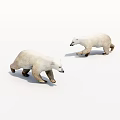 Two Lifelike White Polar Bears Walking On Clean White Surface