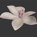Beautiful White Flower With Open Petals And Yellow Stamens On Dark Background
