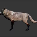 Wolf with gray and white fur and black legs in standing posture on dark background