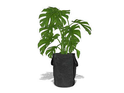 Bonsai Potted Plant with Green Monstera Leaves in Black Fabric Pot 3d model