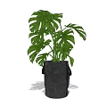 Bonsai Potted Plant with Green Monstera Leaves in Black Fabric Pot