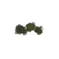 Three Different Green Leafy Plants Decorative Ornament Arrangement For Home Interior